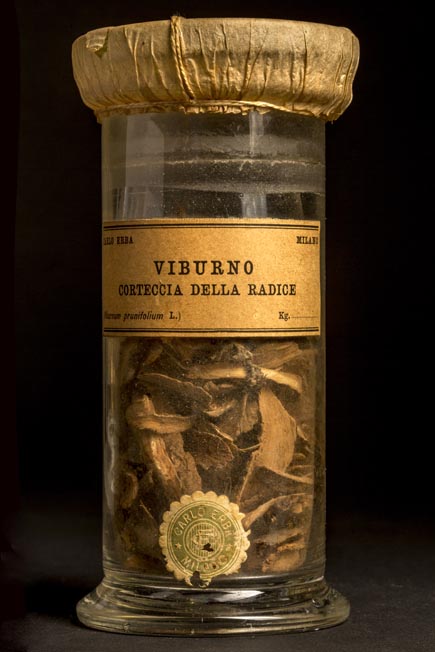 VIBURNO - corteccia della radice